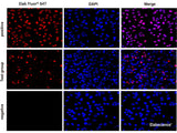 One-step TUNEL In Situ Apoptosis Kit (Red, Elab Fluor® 647) - MSE Supplies LLC