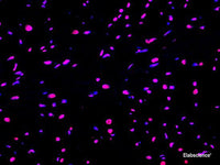 One-step TUNEL In Situ Apoptosis Kit (Red, Elab Fluor® 647) - MSE Supplies LLC