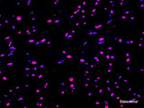 One-step TUNEL In Situ Apoptosis Kit (Red, Elab Fluor® 647) - MSE Supplies LLC