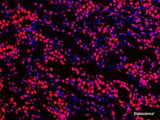 One-step TUNEL In Situ Apoptosis Kit (Red, Elab Fluor® 555) - MSE Supplies LLC