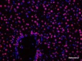 One-step TUNEL In Situ Apoptosis Kit (Red, Elab Fluor® 555) - MSE Supplies LLC