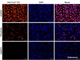 One-step TUNEL In Situ Apoptosis Kit (Red, Elab Fluor® 555) - MSE Supplies LLC