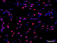 One-step TUNEL In Situ Apoptosis Kit (Red, Elab Fluor® 555) - MSE Supplies LLC