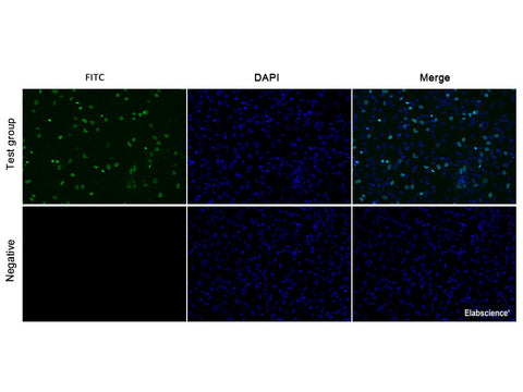 E-Click EdU Cell Proliferation Imaging Assay Kit (Green, FITC) - MSE Supplies LLC