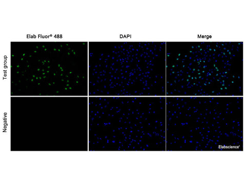 E-Click EdU Cell Proliferation Imaging Assay Kit (Green, Elab Fluor® 488) - MSE Supplies LLC