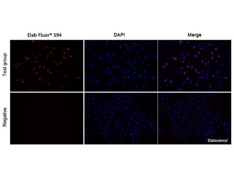 E-Click EdU Cell Proliferation Imaging Assay Kit (Red, Elab Fluor® 594) - MSE Supplies LLC