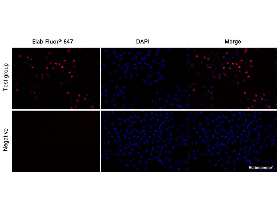 E Click Edu Cell Proliferation Imaging Assay Kit Red Elab Fluor® 647 Mse Supplies Llc