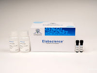 Caspase 2 Activity Assay Kit (Colorimetric Method) - MSE Supplies LLC