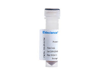 Protein A Magnetic beads, 1mL