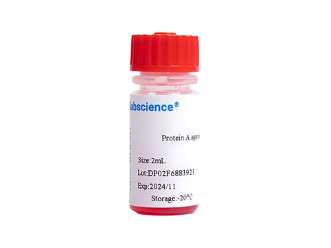 Protein A agarose gel, 2mL