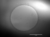 MSE PRO Suspended Monolayer Graphene Film on TEM Grids - Pack 4 units