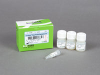 Bioneer AccuRapid Maxi Protein Expression Kit (1 reaction)