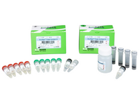 Bioneer AccuRapid Protein Synthesis Kit (5 reactions)