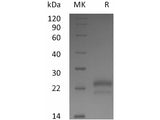 Recombinant Human VEGF165/VEGFA Protein (Active)