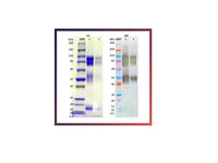 IBT Bioservices Recombinant Zaire Ebola Virus GPΔTM (Sf9) – 500ug