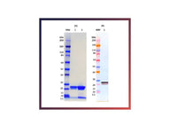 IBT Bioservices Recombinant Ebola Virus Vp24 (Zaire)