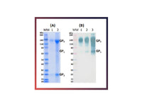 IBT Bioservices Recombinant Sudan Ebola Virus GPΔTM (Mammalian)