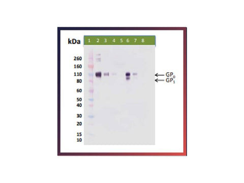 IBT Bioservices Recombinant Reston Ebola Virus GPΔTM