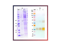 IBT Bioservices Recombinant Angola Marburg Virus GPΔTM – 500Ug 