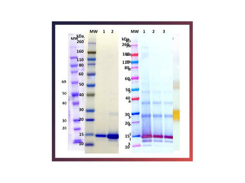 IBT Bioservices Recombinant Lassa Virus Z Protein