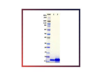 IBT Bioservices Ebola Virus Delta Peptide 