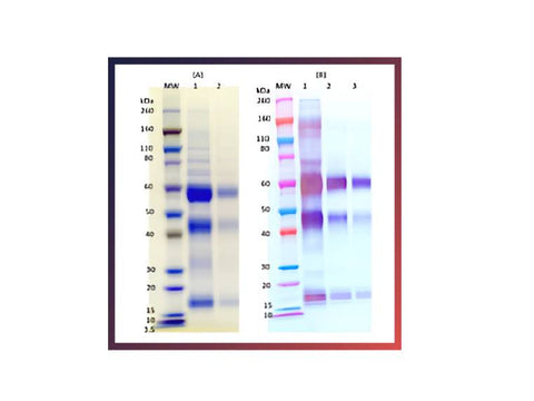 IBT Bioservices Recombinant Zaire Ebola Virus (Gpδmuc) (Sf9) 