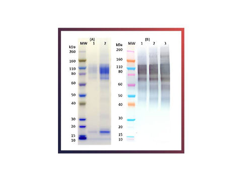 IBT Bioservices Recombinant Zaire Ebola Virus (Ebov rGPΔmuc – Mayinga) 