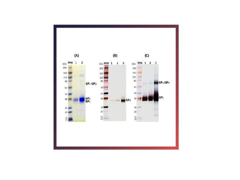 IBT Bioservices Recombinant Ravn Virus GPΔmuc (S2)