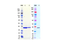 IBT Bioservices S. Aureus Recombinant Leukocidin-D (Tag Free)