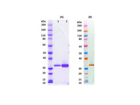 IBT Bioservices Recombinant Luke (Tag Free)