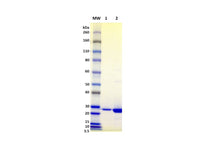 IBT Bioservices Recombinant Staphylococcal Enterotoxin K (RSEk)