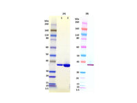 IBT Bioservices S. Aureus LUKE-PV (Tag Free) 