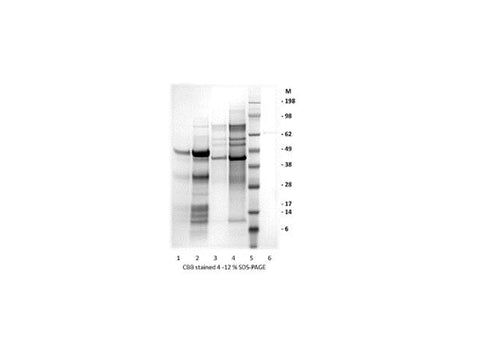 IBT Bioservices Zika Virus EV2-Dimer Protein 