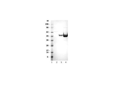 IBT Bioservices West Nile Virus-NS1 Protein