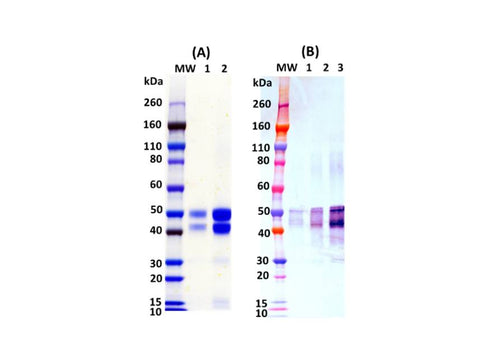 IBT Bioservices Recombinant Eastern Equine Encephalitis Virus E2 GP (E3E2) 