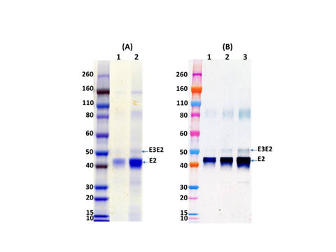 IBT Bioservices Western Equine Encephalitis Virus E3E2 Glycoprotein (Insect)