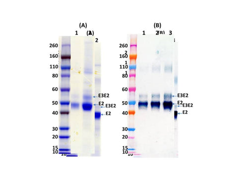 IBT Bioservices Western Equine Encephalitis Virus E3E2 Glycoprotein (Mammalian) 