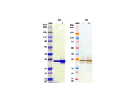 IBT Bioservices Recombinant Zaire Ebola Virus VP40 (Ebov VP40)