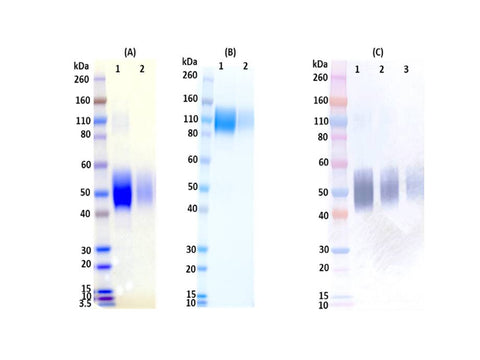 IBT Bioservices Recombinant Ebola Virus Soluble GP (SGP) 