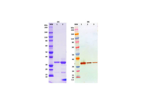 IBT Bioservices Recombinant Marburg VP40&nbsp;