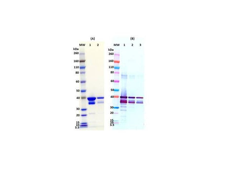 IBT Bioservices Recombinant Sudan Virus VP40 (SUDV Vp40)