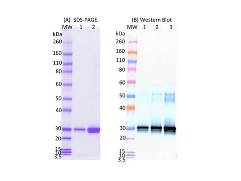 IBT Bioservices Sars-COV2 Receptor Binding Domain (RBD) 