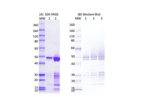 IBT Bioservices Sars-Cov2 Nucleocapsid Protein