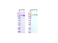 IBT Bioservices Sars-Cov2, Full-Length Spike Protein (S1+S2, ECD) 