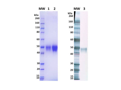 IBT Bioservices Nipah Virus, Attachment G