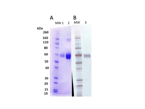 IBT Bioservices Nipah Virus Attachment F 