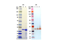 IBT Bioservices Recombinant HLA, Tag Free (S. Aureus) 