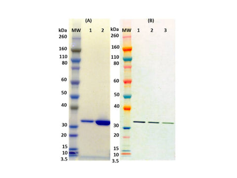 IBT Bioservices Recombinant HLG A, Tag Free (S. Aureus)