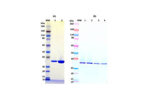 IBT Bioservices Recombinant HLG B, Tag Free (S. Aureus)