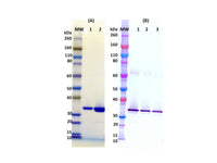 IBT Bioservices Recombinant HLG C, Tag Free (S. Aureus) 